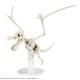 Bandai Pokemon Plamo Collection Fossil Pokemon Series Aerodactyl