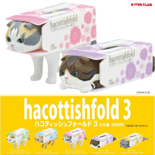 Kitan Club Hacottish Fold 3